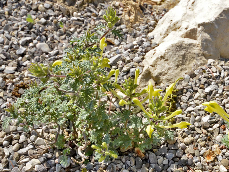 Scutellaria-orientalis ssp-pinnatifida-form.jpg
